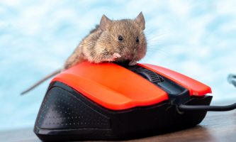 Dératisation : les meilleures pratiques pour éliminer les rats au bureau !